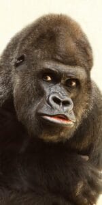 pixabay_1763679281_1_a4pawx